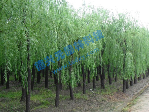 �c(di��n)���鿴Ԕ��(x��)��Ϣ��(bi��o)�}������ ��x�Δ�(sh��)��2482