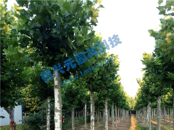 �c(di��n)���鿴Ԕ��(x��)��Ϣ��(bi��o)�}����ͩ ��x�Δ�(sh��)��2492